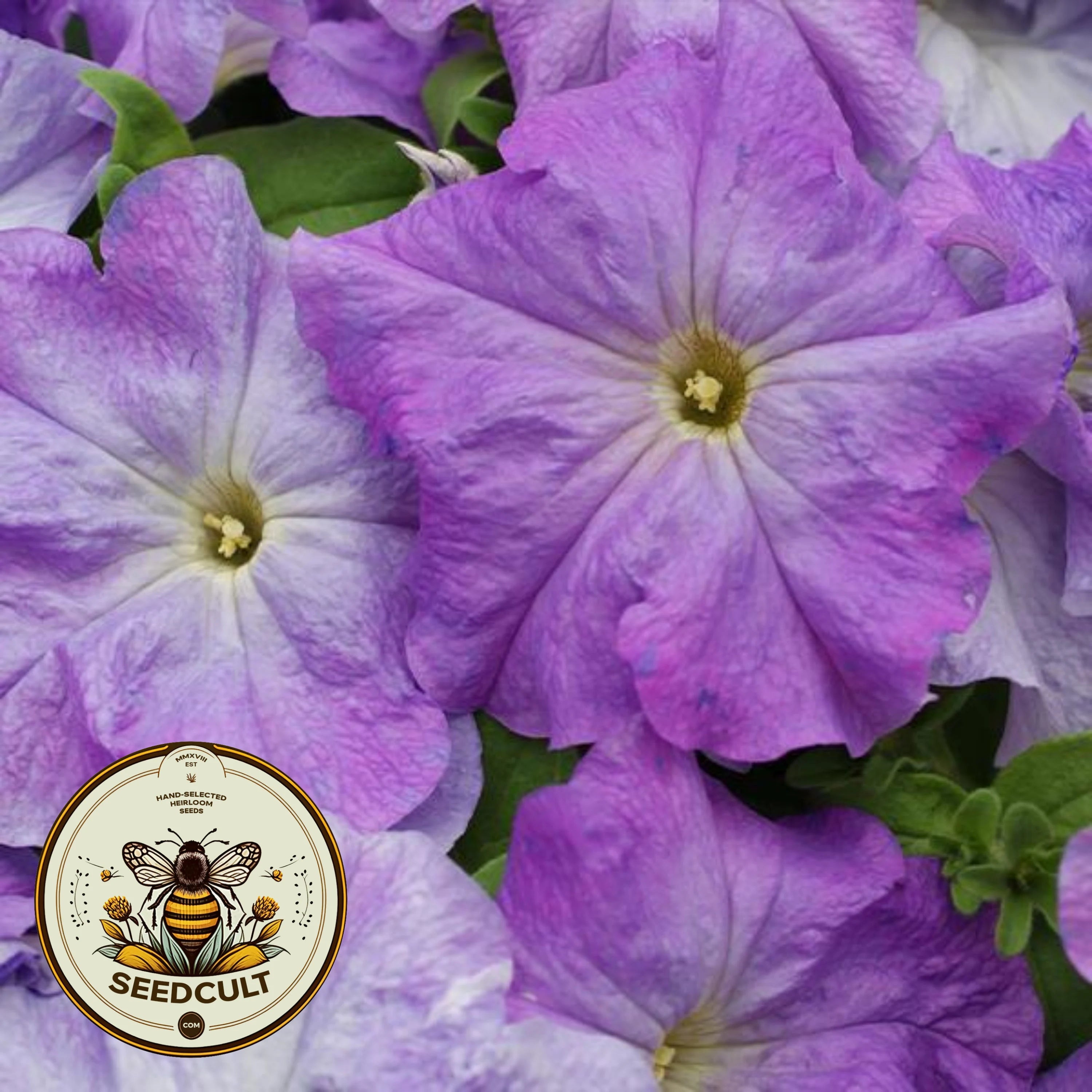Blue Sky Petunia Seeds, Limbo Series, Pelleted for easier sowing and germination, Petunia Hybrida PE7325P