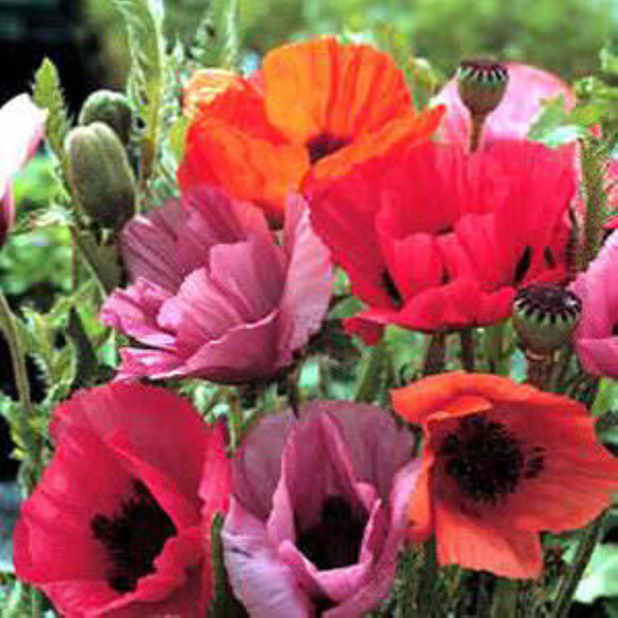 Oriental Poppy Haremstraum Mix - Heirloom Seeds - Cut Flower - Perennial