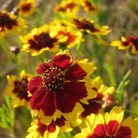 Coreopsis Seeds 300+ Dwarf Plains Flower USA Annual