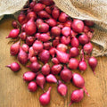Red Karmen Onion Sets For Planting - Starter Bulbs for Growing, Home or Farm Gardening - Grow Your Own - For 2025 Free Shipping(25+ Count - Szs Vary)