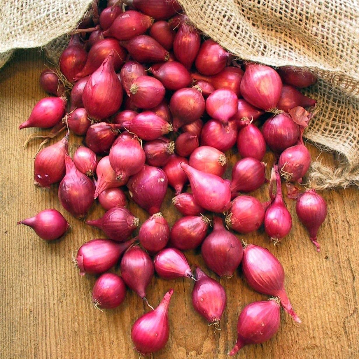 Red Karmen Onion Sets For Planting - Starter Bulbs for Growing, Home or Farm Gardening - Grow Your Own - For 2025 Free Shipping(25+ Count - Szs Vary)