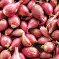 Nero Shallot Sets For Planting - Starter Bulbs for Growing Gardening - For 2025 Free Shipping - For 2025 Free Shipping(20+ Count - Szs Vary)