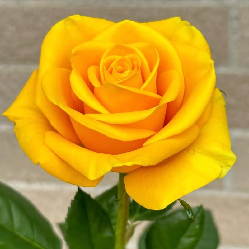 20+ PCS Yellow Rose Seed Symbol of Friendship Perennial Rosa Bush Shrub Striking Landscaping Plant Easy Cultivating(20)