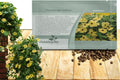 Outsidepride Sunrise Yellow Thunbergia Black Eyed Susan Seeds - 100 Pcs Annual, Climbing Vine Flower Seeds for Planting Yellow Blooms for Low Maintenance Gardens, Containers, Trellis  Fences(200 Seeds)