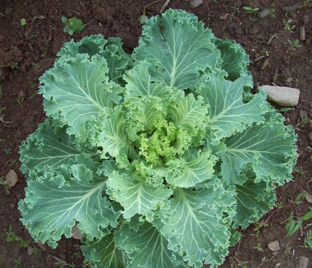 Premier Kale Seeds 300+ Early Hanover Vegetable Garden NON-GMO USA