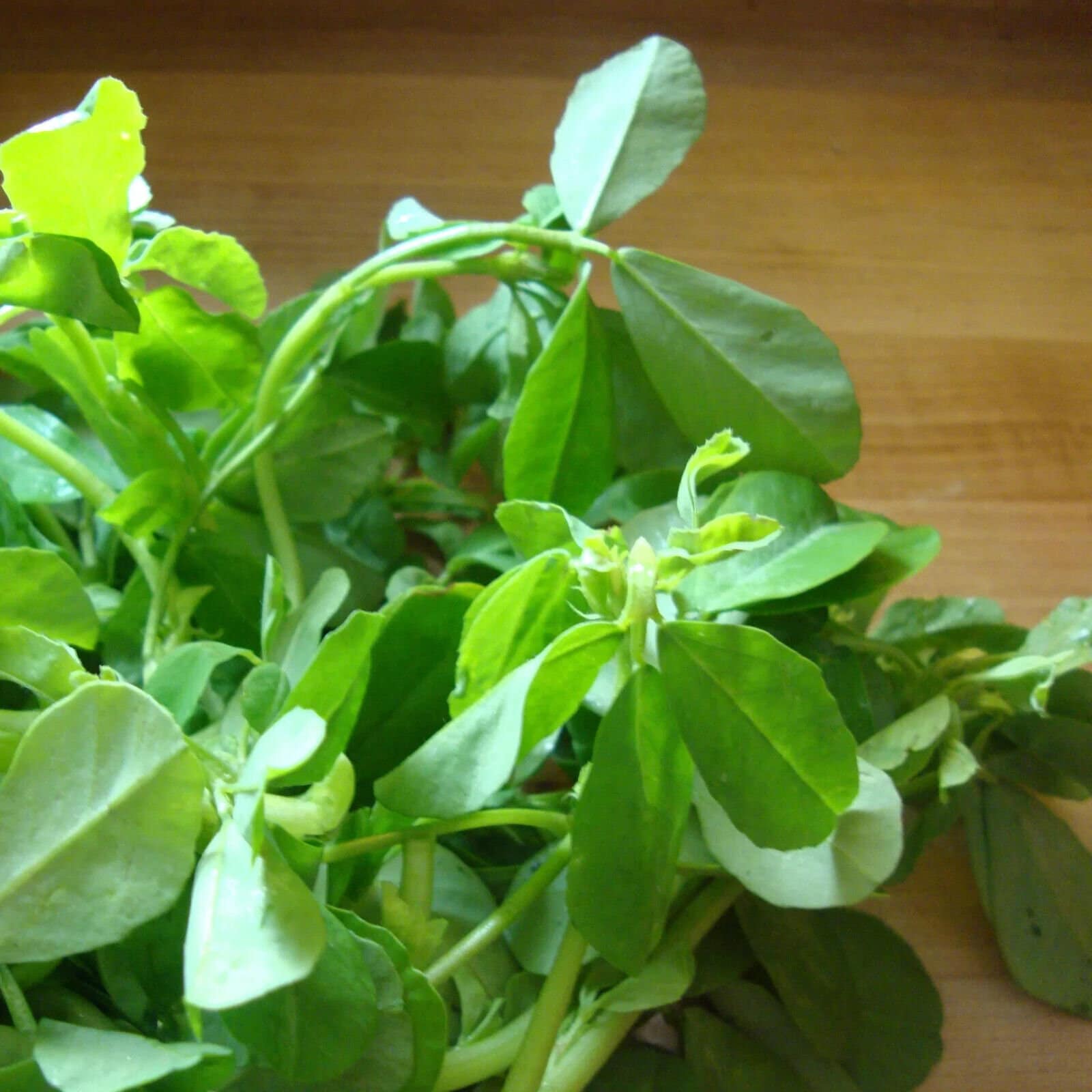 300 FENUGREEK SEEDS For Growing Trigonella foenum-graecum Non-GMO Free Shipping(300 Seeds)