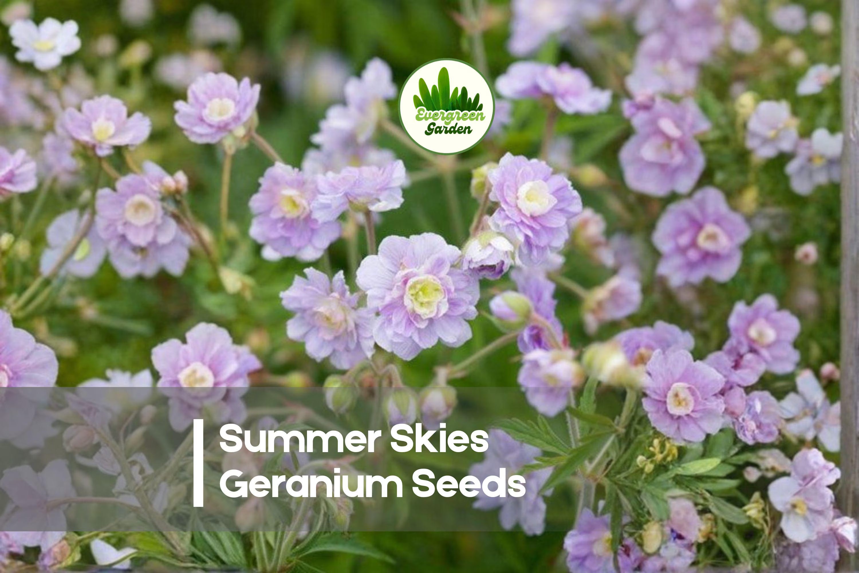 25 Summer Skies Geranium Seeds: Light Blue Lavender Blooms