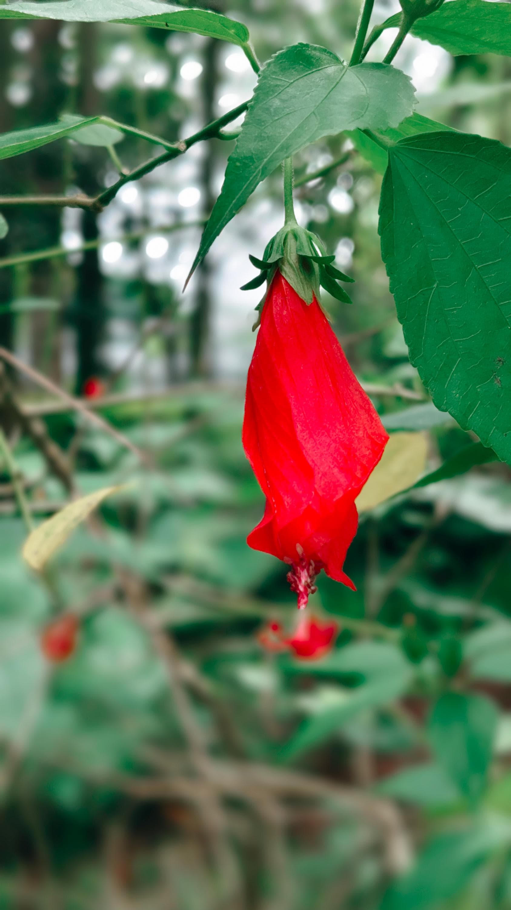 Turk#39;s Cap SEEDS, Sleeping Hibiscus FLOWERS Organic 7 Seeds