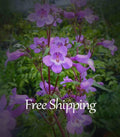 50+ Gulf Coast Penstemon Flower Seeds Purple Flower
