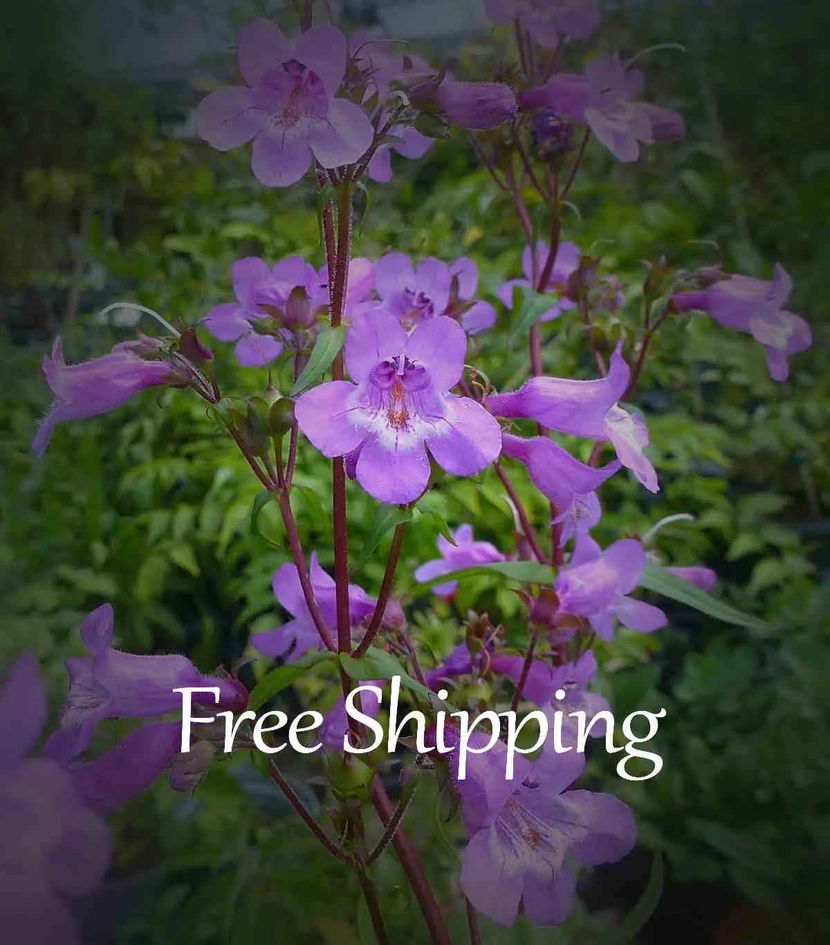 50+ Gulf Coast Penstemon Flower Seeds Purple Flower