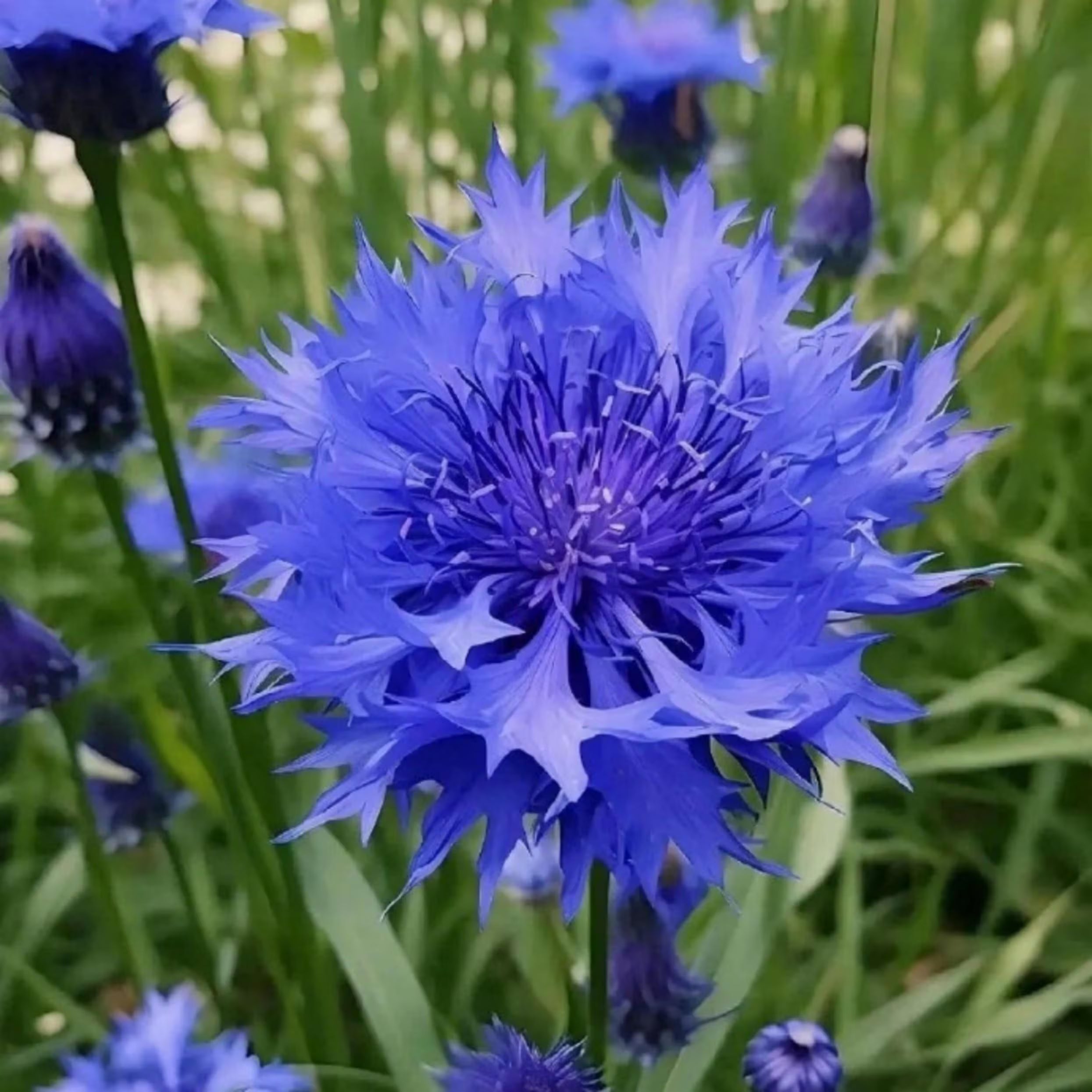 20pcs Blue Cornflower Seeds - Perfect for Beginners  Plant Lovers