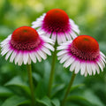 50 Strawberry  Cream Coneflower Seeds, Echinacea Perennial Flower Seeds, Hardy Garden Pollinator Plant
