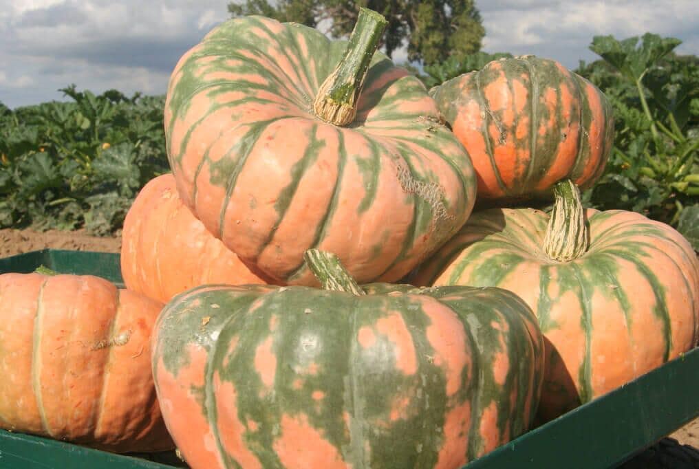 10 Speckled Hound Pumpkin Seeds. Ships free