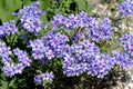 6/30/60 PRAIRIE PHLOX Pilosa Mixed Colors Pink Purple White Native Flower Seeds(6 Seeds)