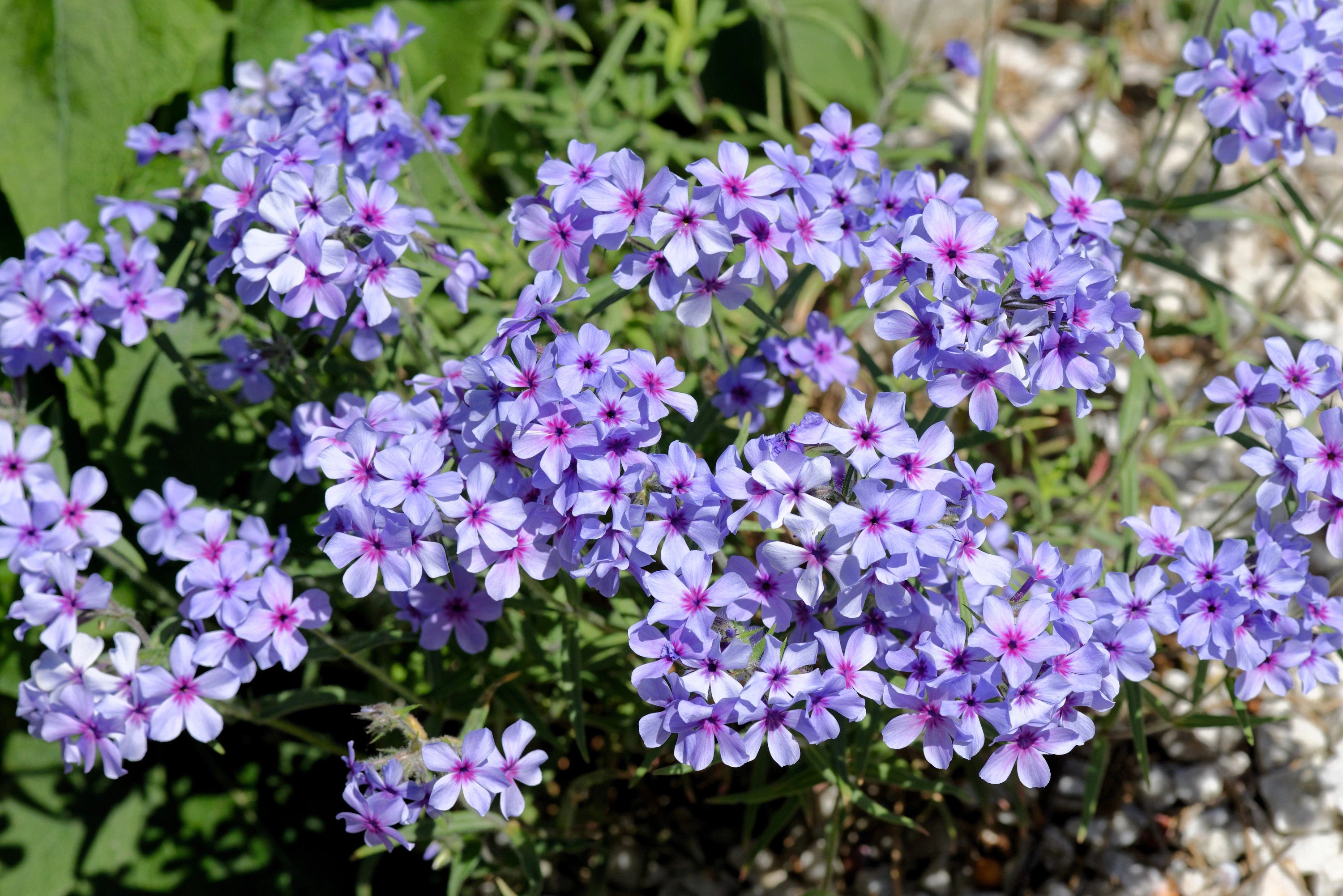 6/30/60 PRAIRIE PHLOX Pilosa Mixed Colors Pink Purple White Native Flower Seeds(6 Seeds)