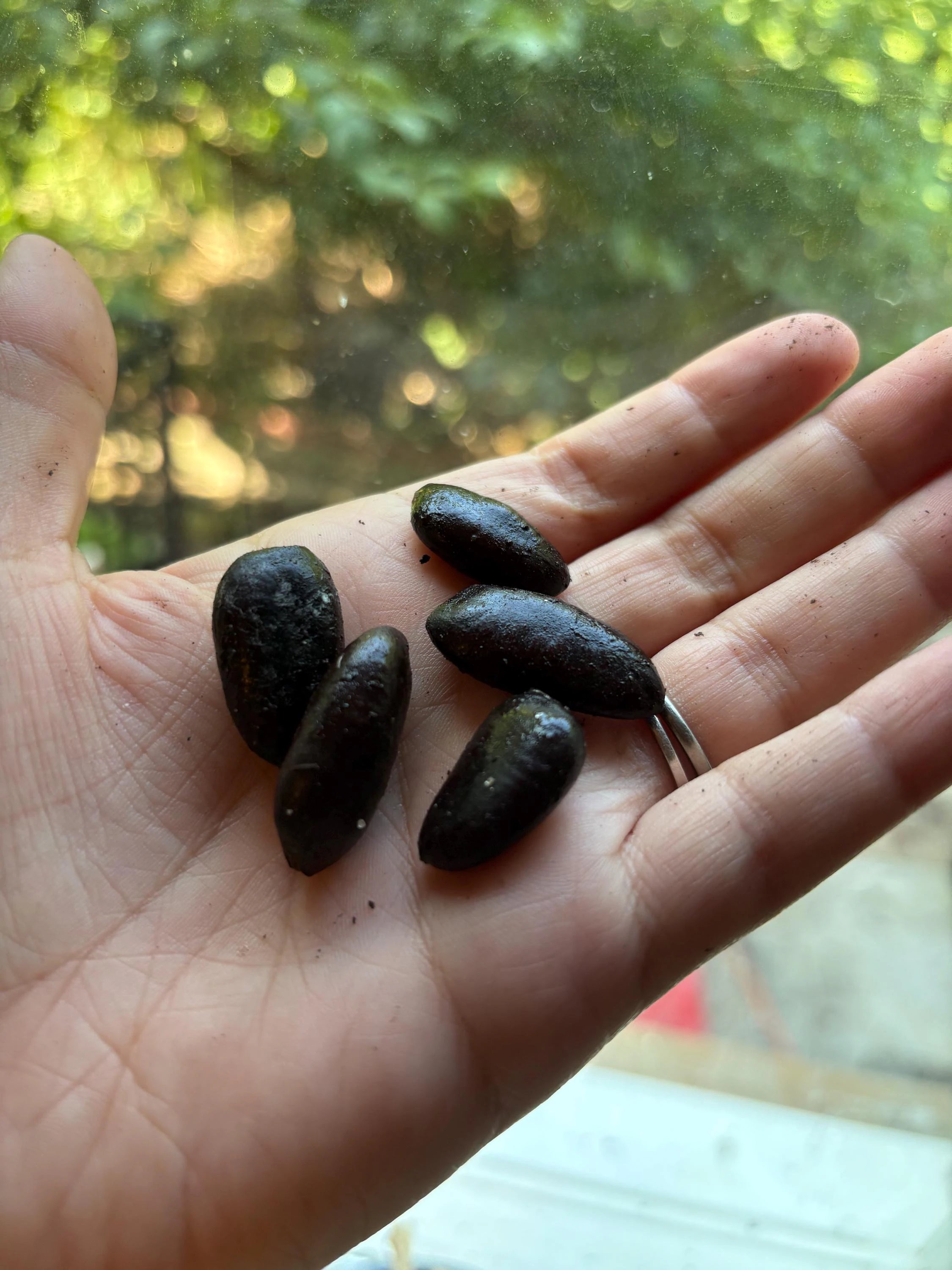 Ohio Native Pawpaw Seeds - Cold Stratified, Wild Grown (10 Pack)