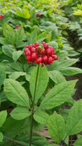 American Ginseng Seeds – Stratified, Ready to Plant (5 Seeds)