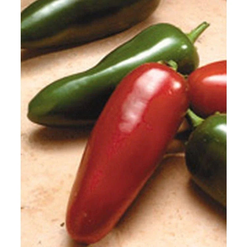 El Jefe Hybrid Hot Jalapeno Pepper Seeds(10 Seeds)
