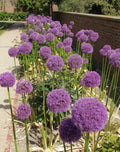 Allium Millenium Seeds: Lavender Ornamental Onion, Bee Friendly