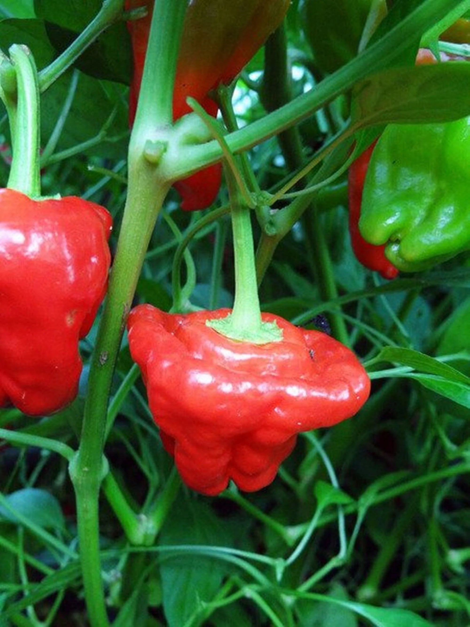 10 Premium Jamaican Red Scotch Bonnet pepper seeds - Spicy !! Hot !! Grown/Harvested in USA !