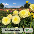 40 Seeds | Yellow A-Peeling Dahlia Seeds - Pollinator Friendly- Open Pollinated - Heirloom - Flower Seeds - Mix Seeds #D001.