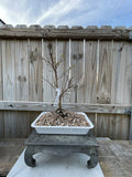 AWESOME! Fantastic Crepe Myrtle Pre-Bonsai, 15 Years, Strong Trunk