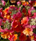 Nemesia Blaze Of Glory seeds Free Shipping Heirloom USA NJ Grower see my store for largest selection