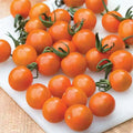 Orange Paruche Tomato Seeds(10 Seeds)