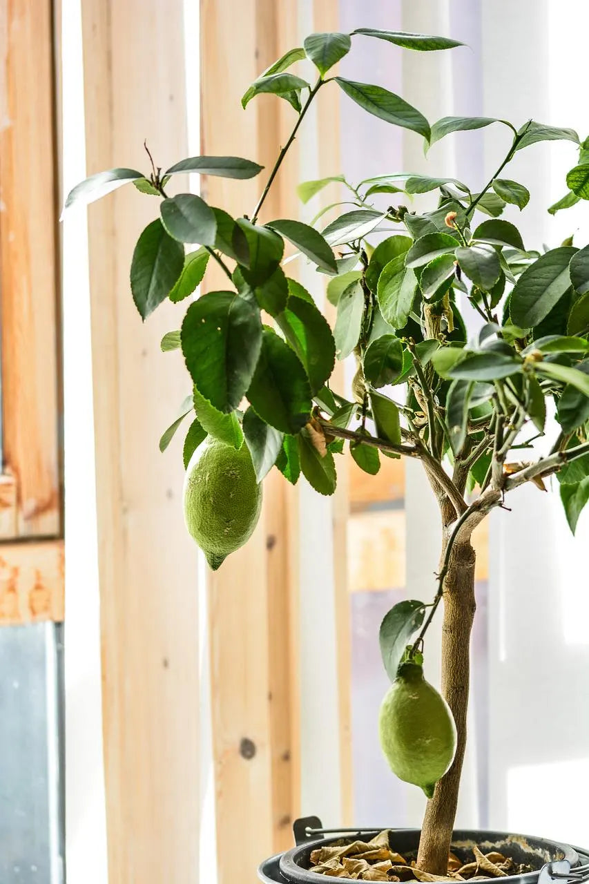 3 Organic Meyer Lemon Tree Seeds: Sweet Citrus for Indoor/Outdoor Gardening