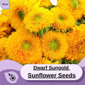 Sungold Dwarf Sunflower Seeds-Sungold Garden Flower Seeds