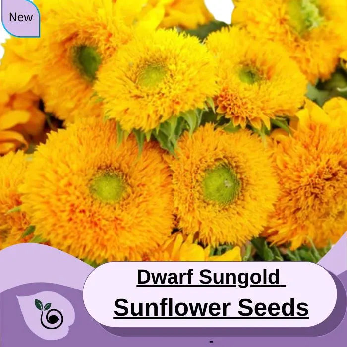 Sungold Dwarf Sunflower Seeds-Sungold Garden Flower Seeds