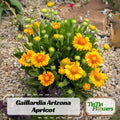 20 Seeds| Gaillardia Arizona Apricot Seeds -Blanket flower - Indian Blanket - Wildflower - Pollinator Friendly - Butterfly Attract#8072