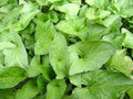 Good King Henry (Chenopodium bonus-henricus) SEEDS