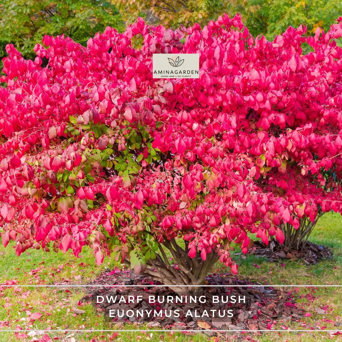 Dwarf Burning Bush – Euonymus alatus, 1 Hardy Bare Root Shrub