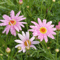 200+ Seeds | Pink Marguerite Daisy Seeds, Argyranthemum Frutescens, Non-GMO Perennial Flowers, Easy To Grow Garden Daisy Blooms