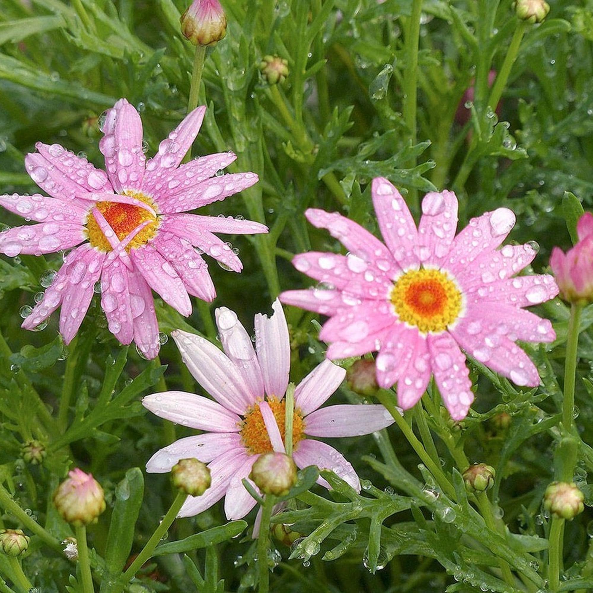 200+ Seeds | Pink Marguerite Daisy Seeds, Argyranthemum Frutescens, Non-GMO Perennial Flowers, Easy To Grow Garden Daisy Blooms