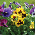 20/100/200+ Seeds| Majestic Giants Pansy Seeds -Cold Resistant -Open-Pollinating - Self-Pollinating - Draft Resistant - Plant in Summer/Spring(20 Seeds)