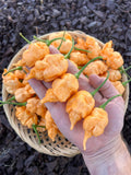 Star Scream Superhot Pepper Seeds Packet - Non-GMO Organic Pepper Seeds