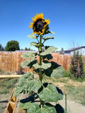 Hopi Blue Dye Sunflower seeds