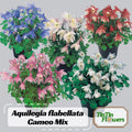 Aquilegia flabellata Cameo Mix Seeds –  Aquilegia flabellata Dwarf Bicolor Flowers - Plant in Late Summer to Early Fall #142