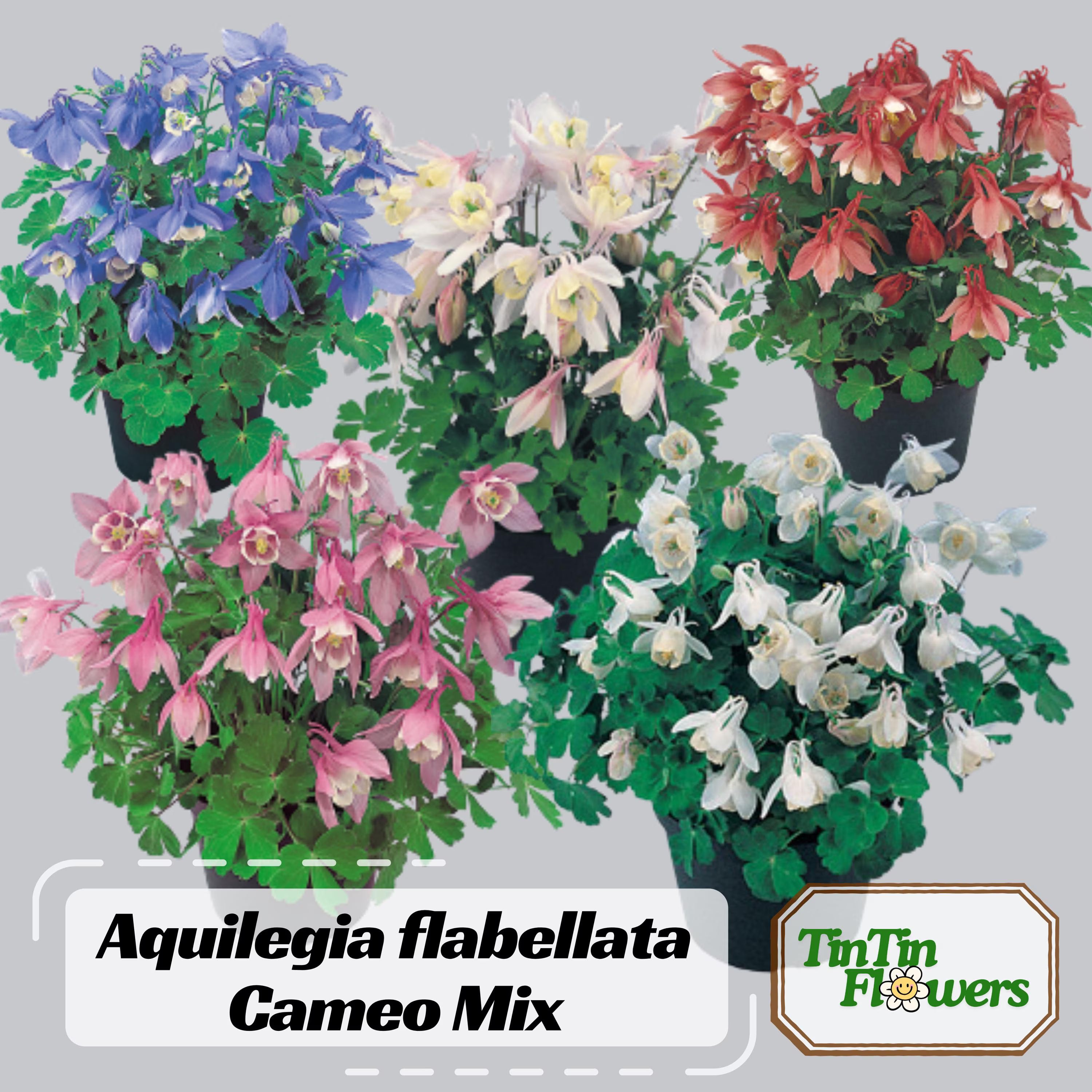 Aquilegia flabellata Cameo Mix Seeds –  Aquilegia flabellata Dwarf Bicolor Flowers - Plant in Late Summer to Early Fall #142