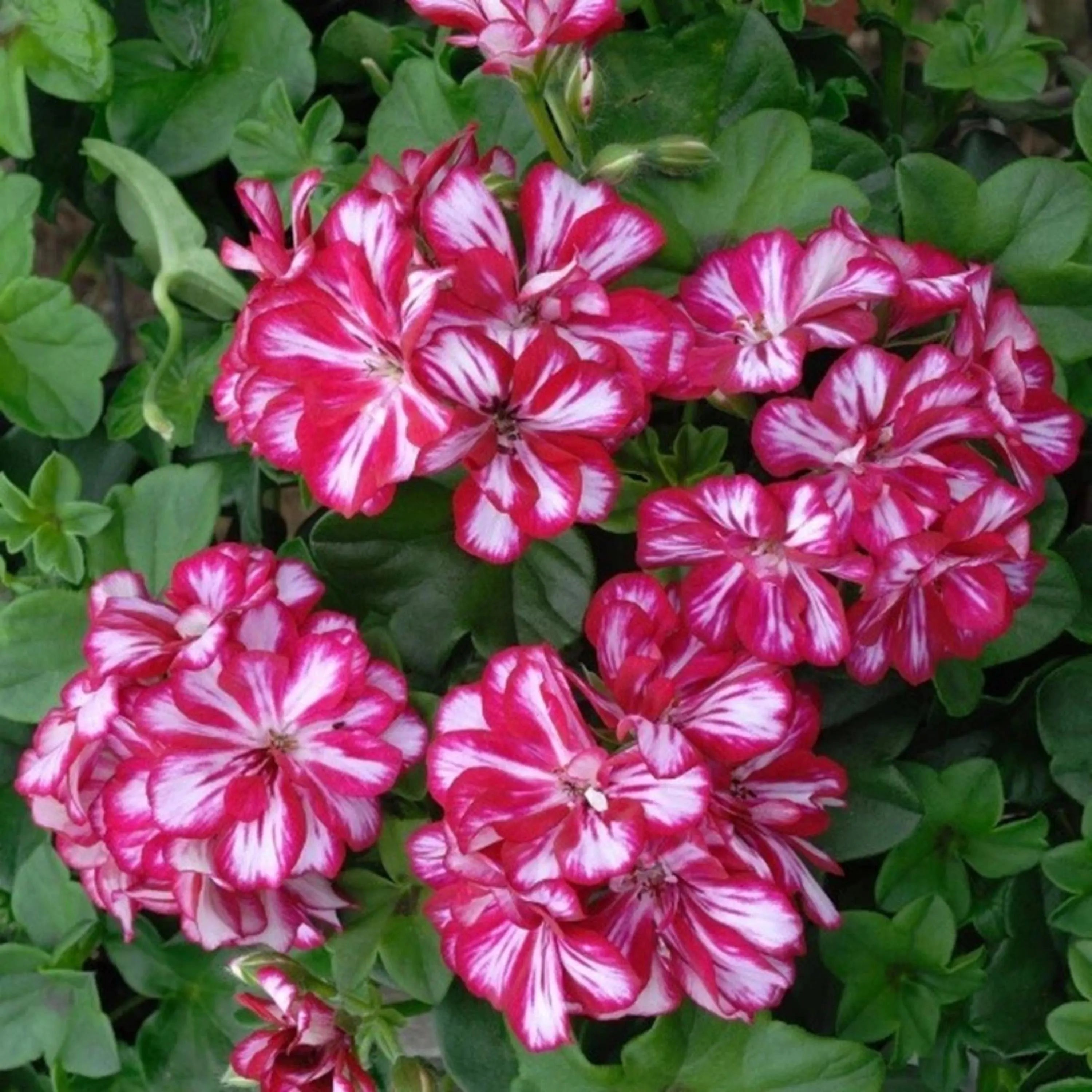 10 Geranium Seeds – White  Purple Perennial Flowers, Pollinator-Friendly Garden Plant