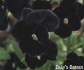 Atlas Black Pansy Seeds