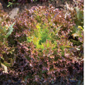 Lettuce organic Rhône Pelleted seed 50