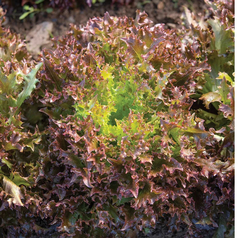 Lettuce organic Rhône Pelleted seed 50