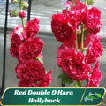 Hollyhock #39;O Hara#39; - Authentic Seeds - Cold Resistant - Fast Growing - Open-Pollinating - Clumping - Planting In Spring/Fall -   #8091