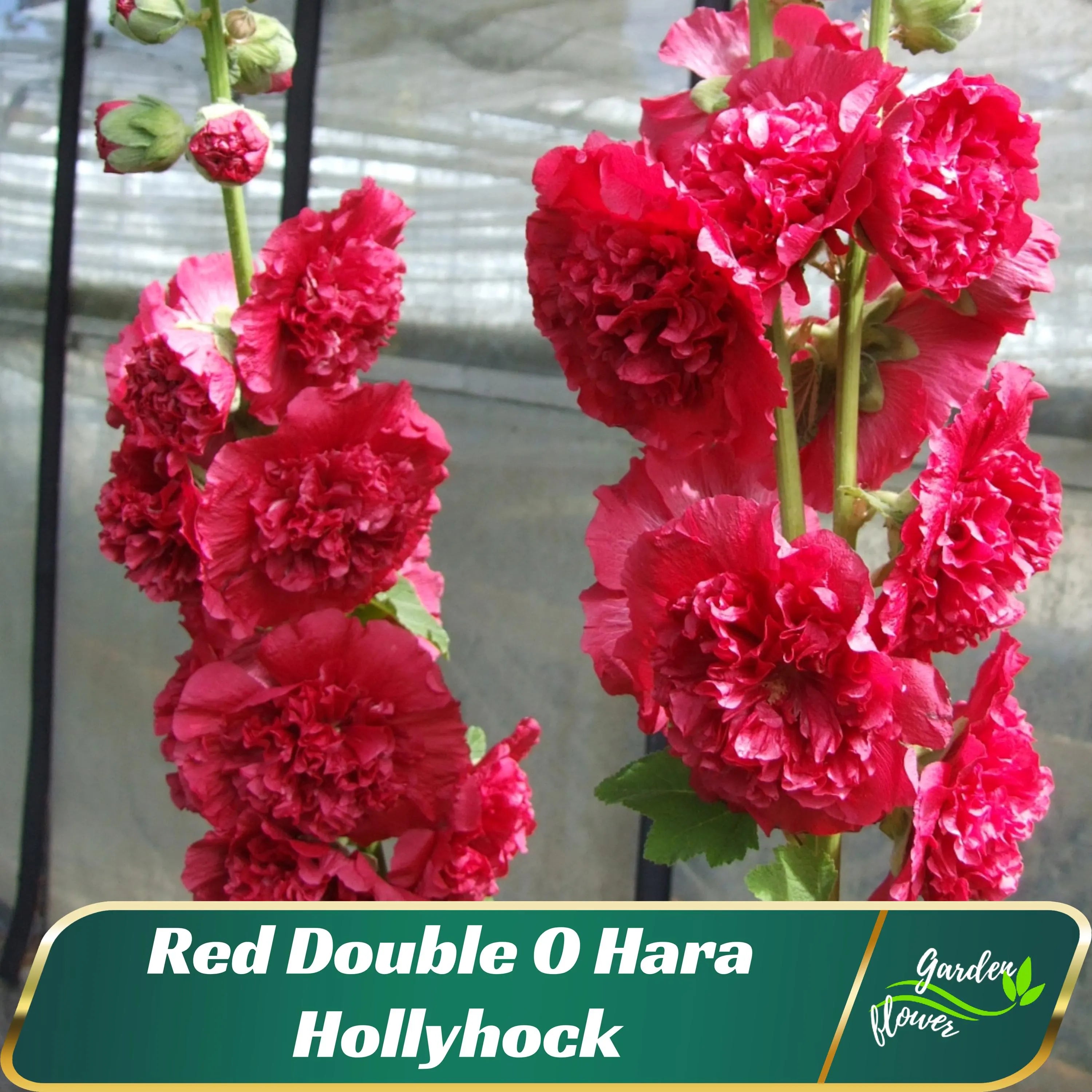 Hollyhock #39;O Hara#39; - Authentic Seeds - Cold Resistant - Fast Growing - Open-Pollinating - Clumping - Planting In Spring/Fall -   #8091