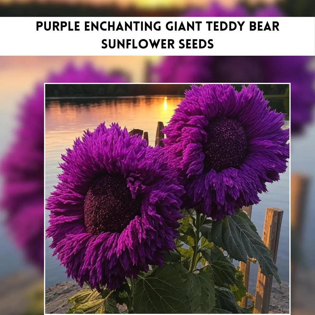 Purple Teddy Bear Sunflower Seeds, Giant Blooms